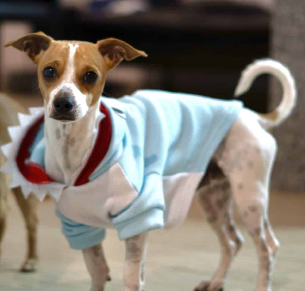 Meet Our Pets 8 Coco